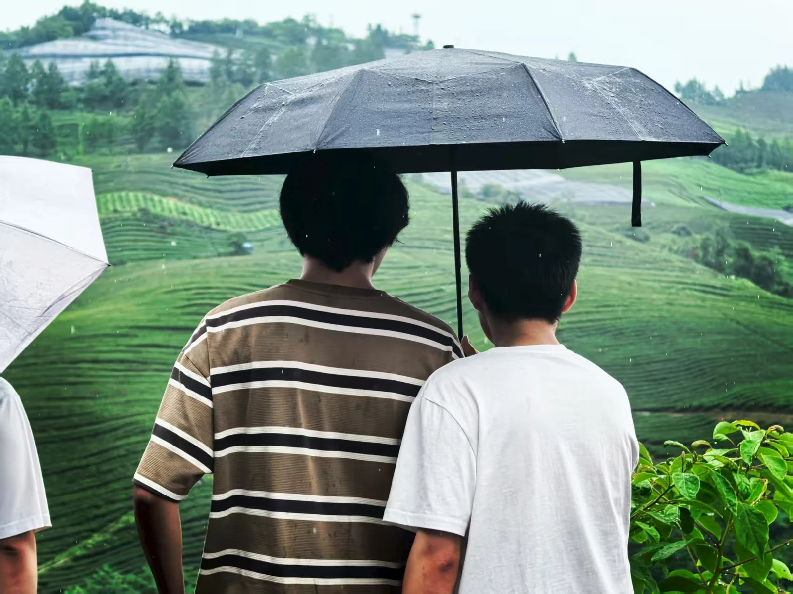 Two people sharing an umbrella beside green countryside